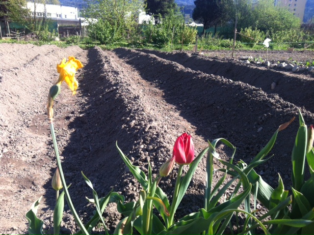 innsGART'l Kartoffelacker 2016