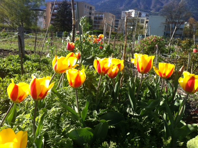 Tulpenpracht im innsGART'l