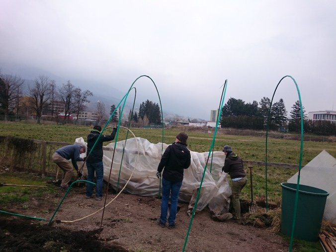 innsgartl_aufraeumen_tomatentunnelabbau