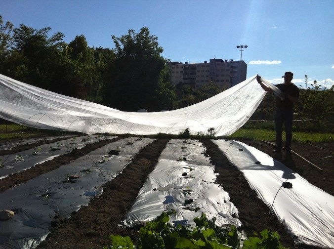 innsGARTl_Kuerbisfeld_Vliesabdeckung