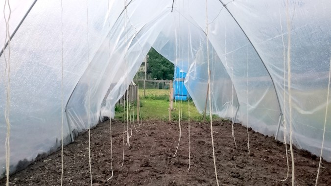 innsGARTl_Tomatentunnel_innen