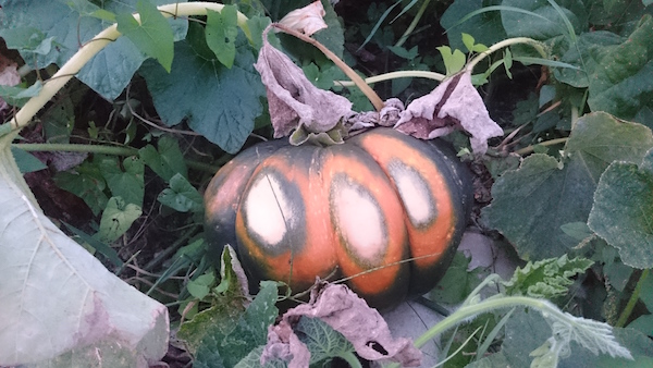 muskat_kuerbis_innsgartl